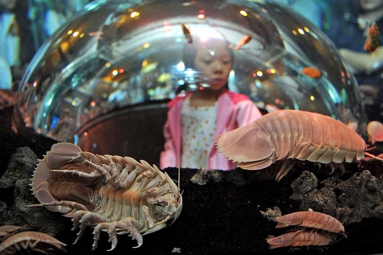 Dr Neil Bruce (above), seen here in the Lee Kong Chian Natural History Museum's research lab, has studied isopods (left) since the early 1980s. Isopods found in Singapore are mostly the smaller ones, from 1mm to 15mm. The gigantic deep-sea Bathynomus