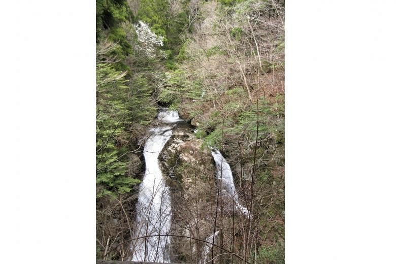 A waterfall in Ashizu Valley Trail Therapy Road in Chizu Town, where visitors can go forest bathing. 