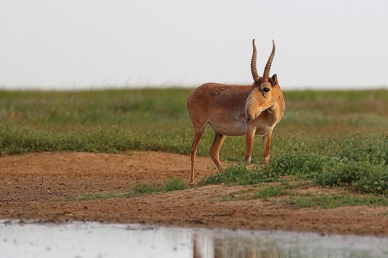 Above: A saiga in the Stepnoi Reserve in Russia. Mongolia, Russia, Kazakhstan, Uzbekistan and Turkmenistan signed an agreement in 2006 to work together for the conservation of the critically endangered species of antelope. Anti-clockwise from left: S