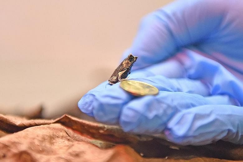 A Malayan horned froglet next to a five-cent coin. Five tadpoles successfully reached froglet stage last year and two survived to grow into juveniles.