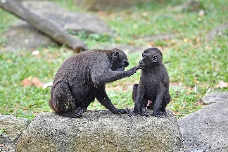 Agung, a Celebes crested macaque, being groomed by his mother. He is the first such macaque to be born at the zoo in seven years. A world-first breeding of Santa Cruz ground-doves in human care. The first chick was hatched at Jurong Bird Park on Dec 