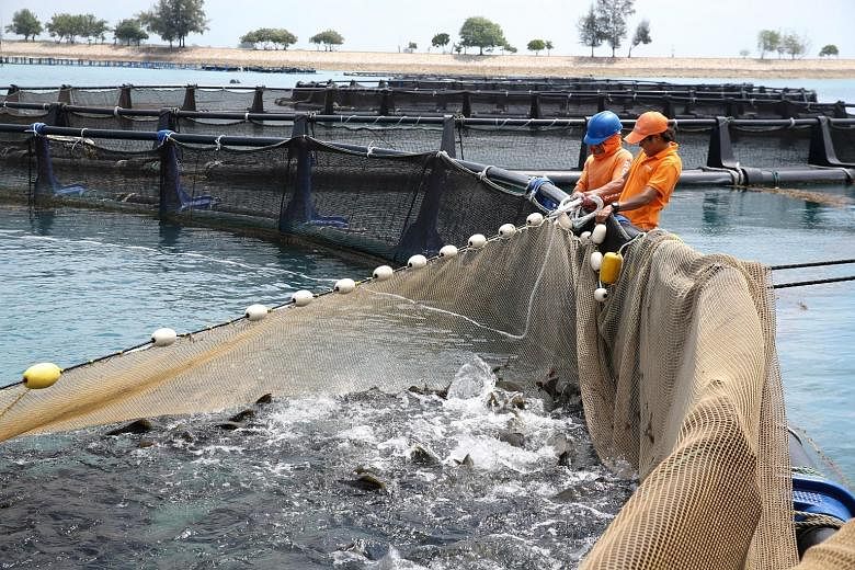 Workers at Barramundi Asia's sea cage farm harvesting barramundi. With the $2 million extension to its nursery on Pulau Semakau, the farm expects its fish production to rise threefold, bringing its expected yield to 6,000 tonnes of fish yearly - more
