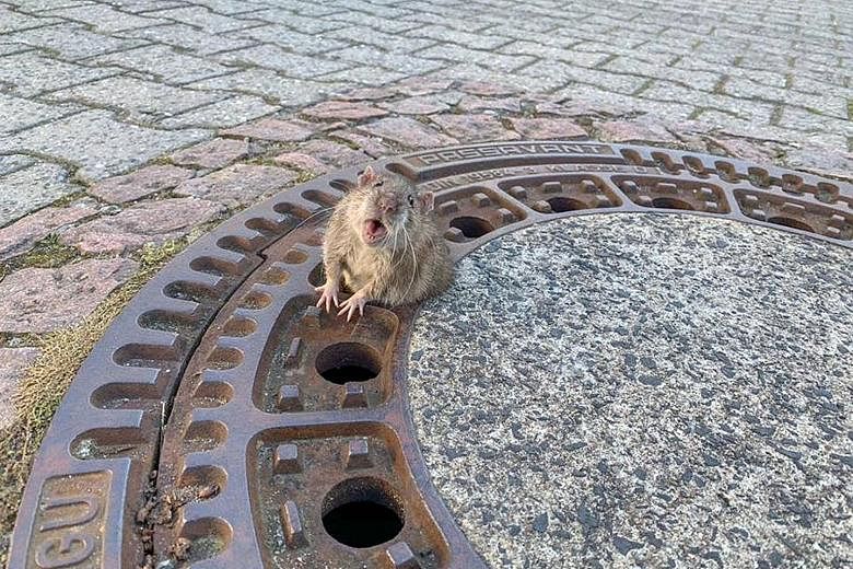 Screenshots from social media showing firefighters working to free a rat stuck in a manhole cover in Bensheim-Auerbach, Germany, on Sunday. The chunky animal (above) is shown flailing its arms and squeaking in distress. A close-up photo showing the r