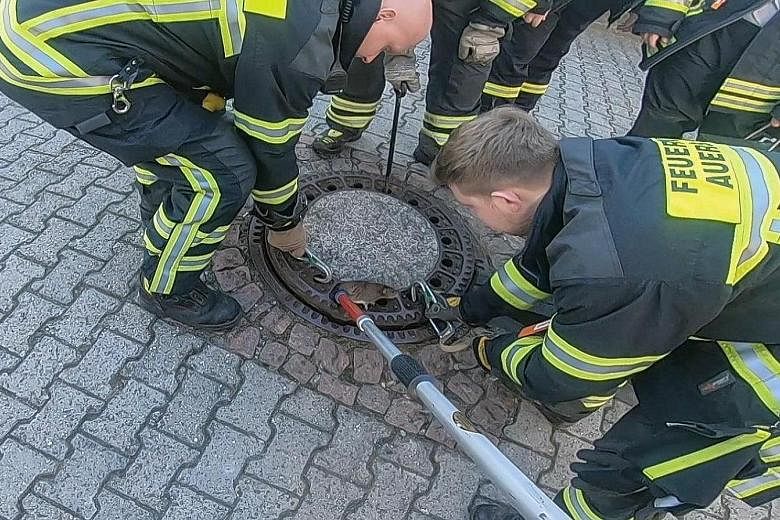 Screenshots from social media showing firefighters working to free a rat stuck in a manhole cover in Bensheim-Auerbach, Germany, on Sunday. The chunky animal (above) is shown flailing its arms and squeaking in distress. A close-up photo showing the r