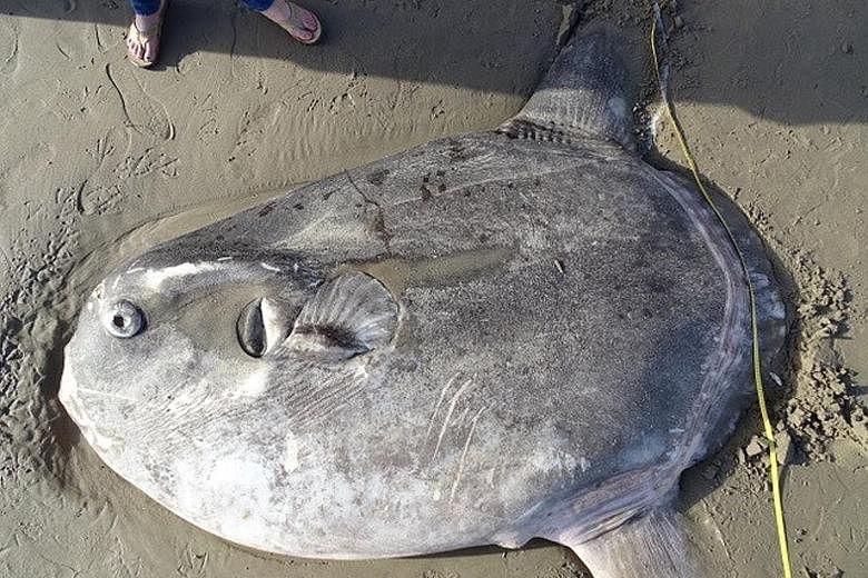 The 2.1m hoodwinker sunfish was found on a southern California beach on Feb 19.