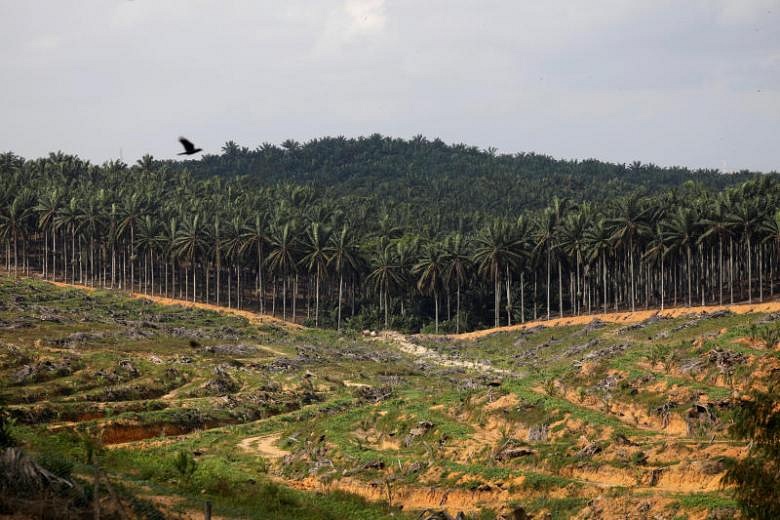 Malaysia Plans To Halt All Expansion Of Oil Palm Plantations, Minister ...