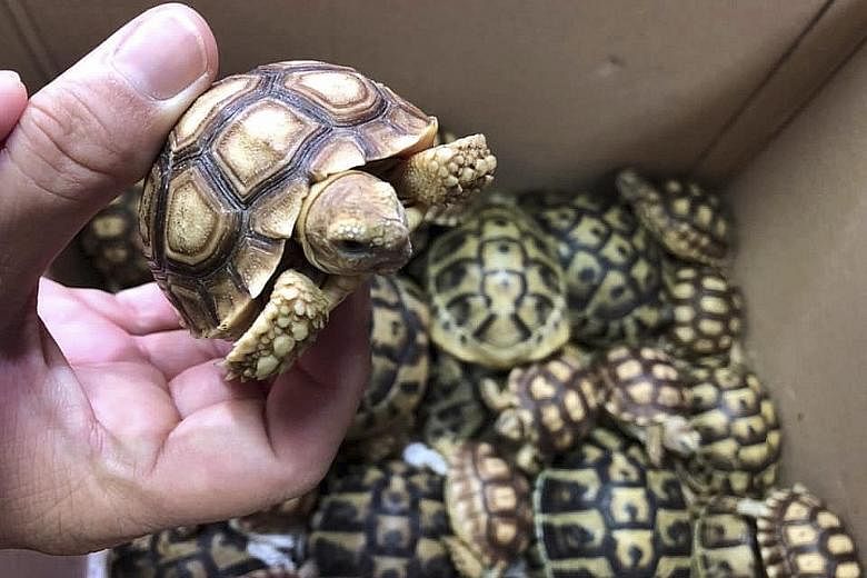 Some of the turtles and tortoises had been restrained with duct tape to immobilise them when they were found at Manila's airport on Sunday in the luggage of a Filipino passenger who had arrived from Hong Kong. The animals had been hidden among clothe