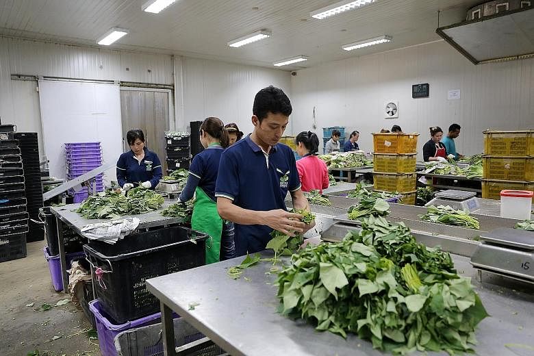 The Agriculture Productivity Fund has allowed local farms such as Kok Fah (above) to add climate control and automation systems to their operations. Projects that adopt circular economy approaches, where all waste materials are re-purposed, creating 