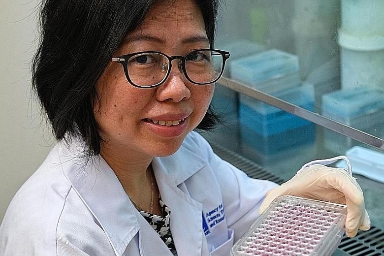 Dr Cheok Chit Fang, principal investigator at A*Star's Institute of Molecular and Cell Biology, was the study's lead researcher. Her team will carry out pre-clinical studies and clinical trials to confirm that Niclosamide is effective and also has fe