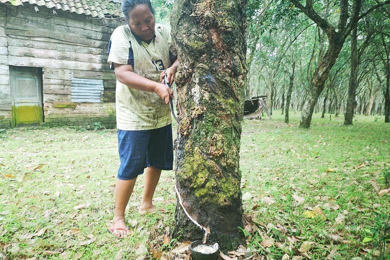 Rubber tapper Samsih Ruslan, from South Sumatra's Ogan Ilir regency, has seen her fortnightly pay halved to about 500,000 rupiah (S$47.50) now since 2014, as the price of natural rubber has fallen. The single mother in her early 50s says the fate of 