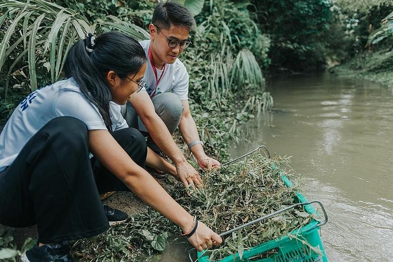 Students from Thailand and Brunei rinsing weeds yesterday at eco-farm Ground-Up Initiative in Yishun. The weeds were to be used for composting.