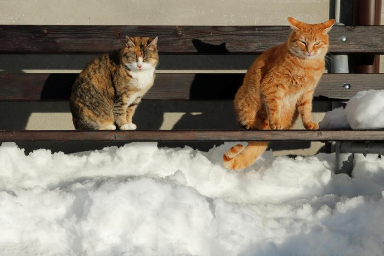 Purrfection! AIpowered shelter in Beijing warms stray cats in winter