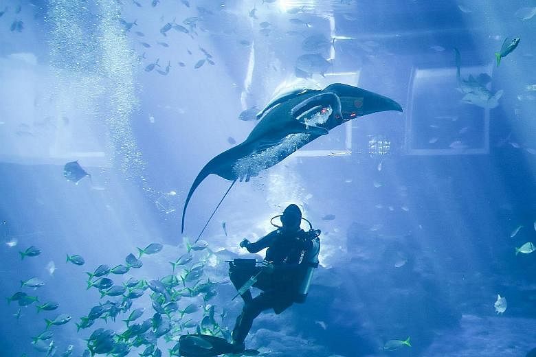 A manta ray at the S.E.A. Aquarium yesterday being fed underwater using a syringe. This new method, instead of surface-feeding, allows staff to get closer to the animals to conduct physical examinations, such as checking for bruises, external parasit