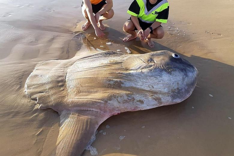 Boulder-sized sunfish washes ashore in Australia