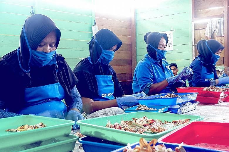 Workers processing blue swimming crabs before shipping them to buyers. An app called Aruna connects Indonesian fishermen directly with buyers in the domestic market as well as overseas.