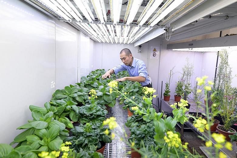 Dr Urano Daisuke, principal investigator at Temasek Life Sciences Laboratory, examining a batch of vegetables. The Singapore-MIT Alliance for Research and Technology is working with Temasek Life Sciences Laboratory to decide on the specific genes for