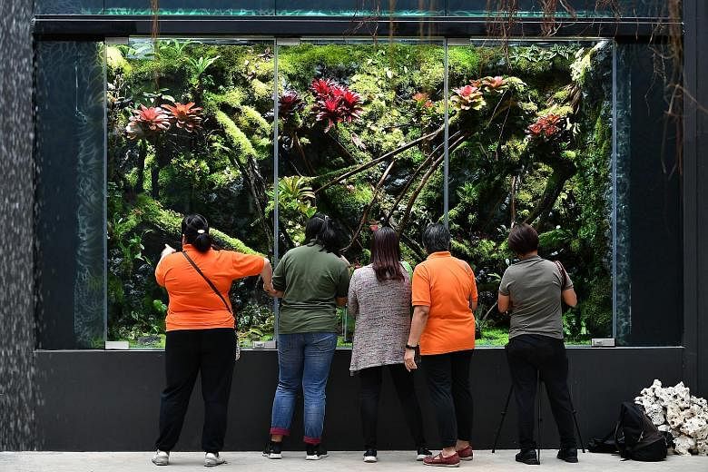 Suspended flowers create a canopy over visitors to Dance, the first garden landscape of Floral Fantasy. (Above) The Darth Vader Begonia is named after the iconic Star Wars villain. (Right) Float, another garden landscape. The 4m-wide, 2m-tall vivariu