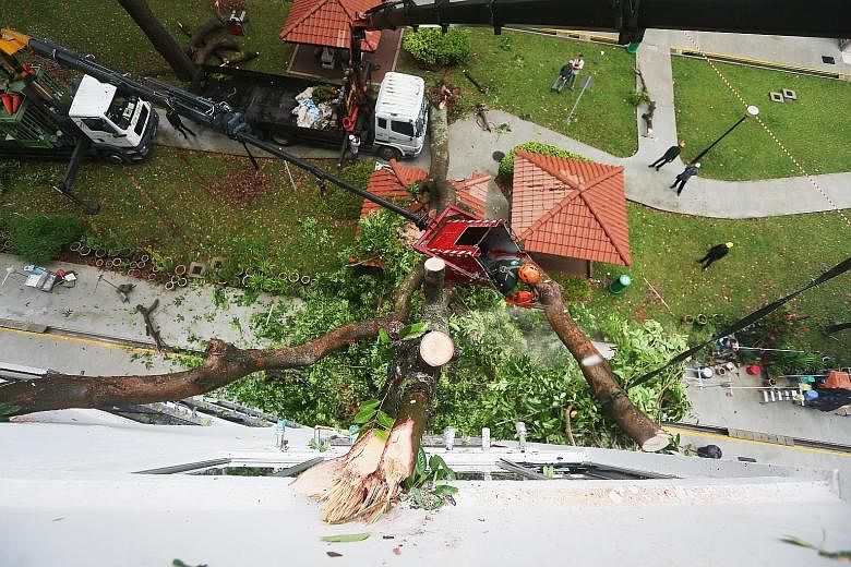 One of the shattered windows in Block 97 Jalan Dua. A resident also reported that his kitchen cabinet was damaged. The tree being removed by the Marine Parade Town Council's horticulture contractor. There were no reported injuries. Strong winds and h