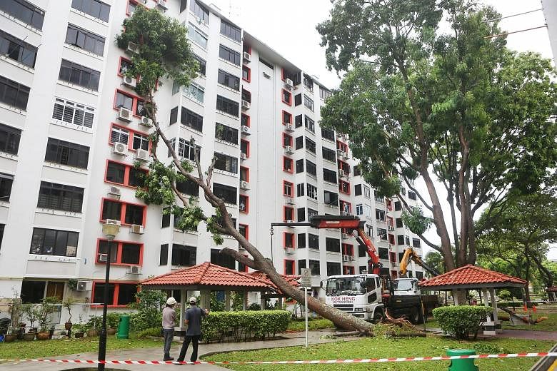 One of the shattered windows in Block 97 Jalan Dua. A resident also reported that his kitchen cabinet was damaged. The tree being removed by the Marine Parade Town Council's horticulture contractor. There were no reported injuries. Strong winds and h