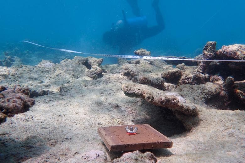 A tile placed on the Great Barrier Reef's badly bleached northern section. Scientists count the number of young corals that attach themselves to the tiles to gauge the reef's recovery.
