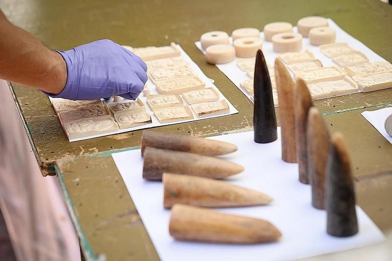 The shipment originated from Nigeria and was bound for Vietnam. A joint operation by Singapore Customs and the National Parks Board found the scales in 230 bags inside a 40ft shipping container (above), along with 177kg of elephant ivory worth $120,0