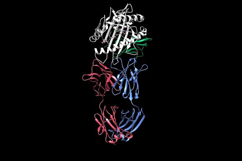 Above: Still images from an animation showing the structure of an HLA protein, which consists of two polypeptide chains shown in white and green. Researchers discovered how an antibody, also consisting of two polypeptide chains shown in red and blue,