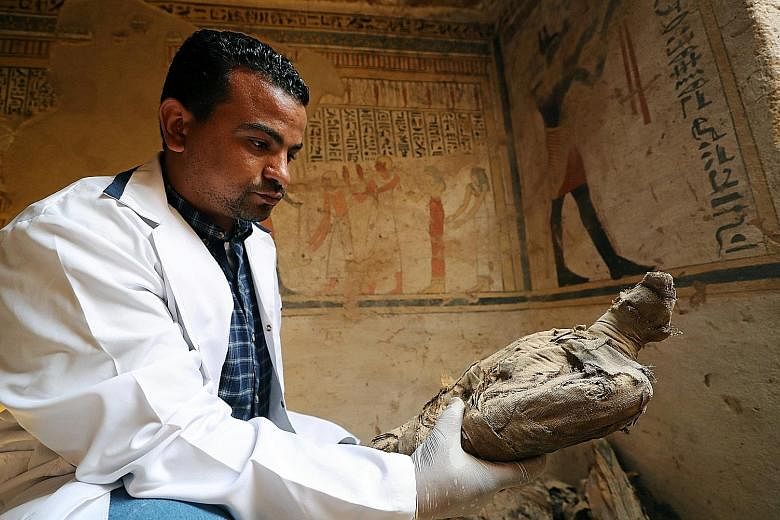 An archaeologist holding an ancient mummified bird (above), found inside the tomb, which dates back more than 2,000 years. Also discovered were mummified mice and falcons (left). A tourist surrounded by paintings inside the newly discovered burial si