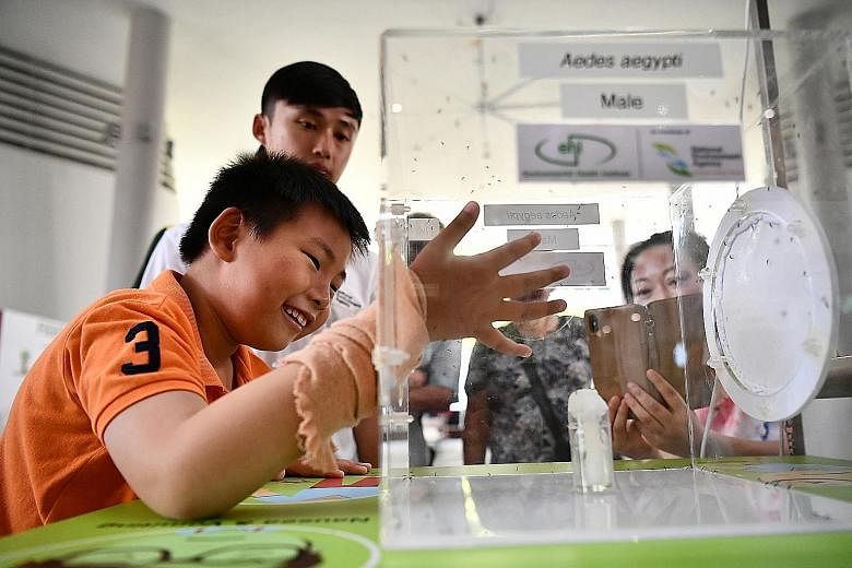 Eight-year-old Lee Jia Hao putting his hand into a box containing male Aedes aegypti mosquitoes which do not bite, at a booth at the launch of the dengue prevention campaign yesterday. Sterile male mosquitoes are released under Project Wolbachia to c