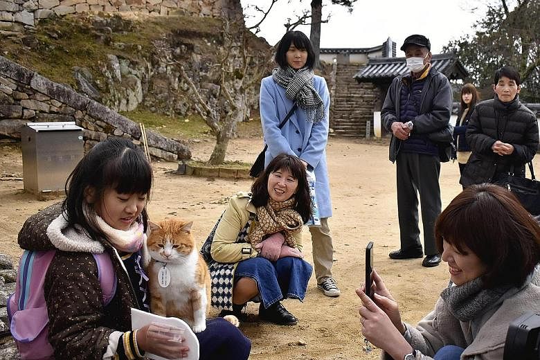 Tourists interacting with Sanjuro the cat on the grounds of Bitchu Matsuyama Castle in Takahashi, Okayama prefecture, last month.