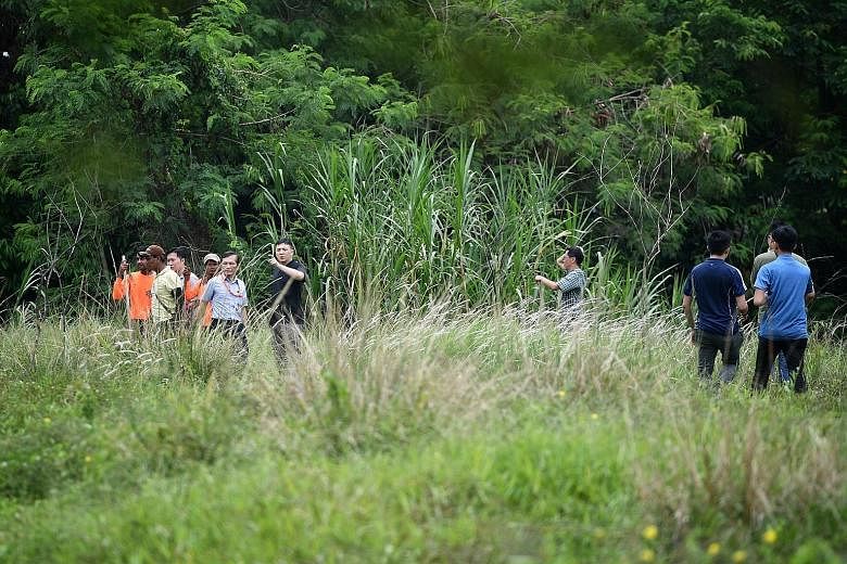 Clockwise from left: A search party looking for the missing bull, called Ganesha, on the premises of Viknesh Dairy Farm in Lim Chu Kang yesterday; the facade of the farm; and other cattle kept there. The missing bull is one of a herd of 36 at the far