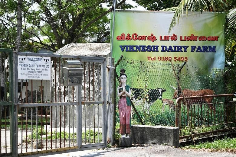 The owner of Viknesh Dairy Farm, Mr Manikandan, believes Ganesha, the two-year-old bull, will return to the farm eventually. The black-and-white animal was reported to have escaped from its pen on Tuesday. ST FILE PHOTO