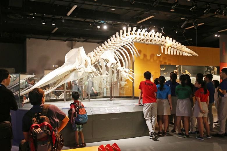 The skeleton of the 10.6m-long sperm whale, nicknamed Jubi Lee, on display at the Lee Kong Chian Natural History Museum. The female whale was found dead off Jurong Island in Singapore's golden jubilee year in 2015, leading to her nickname. From her D