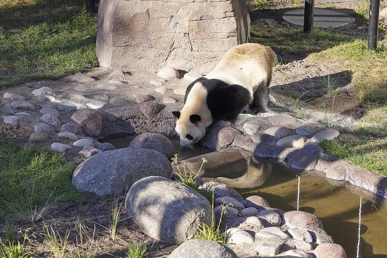 A panda drinking in Copenhagen Zoo's new US$24 million enclosure, which has been front-page news in Denmark over the past weeks. Some opponents believe the pandas, which are on loan from China under a 15-year agreement requiring the host to pay US$1 