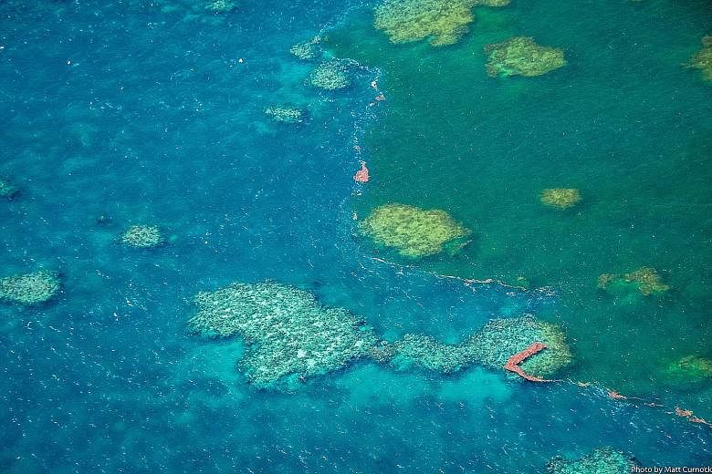 Sediment-filled water is seen in Australia's iconic Great Barrier Reef in February. The reef will collapse and die if the planet warms by another half a deg C and unless radical climate action is taken, according to a private report prepared by the G