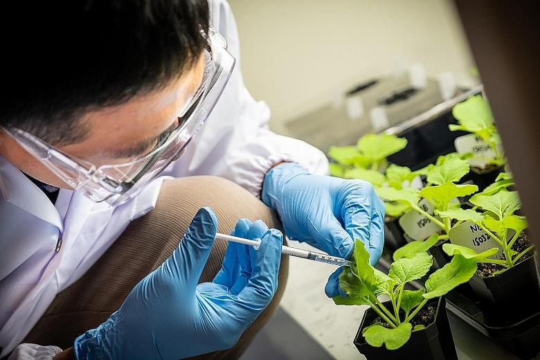 Top: Nanyang Technological University Assistant Professor Ma Wei with a bottle of cooking oil and a beaker of modified seeds in his lab. Above: Prof Ma injecting a solution into a test plant's leaf. PHOTOS: NANYANG TECHNOLOGICAL UNIVERSITY