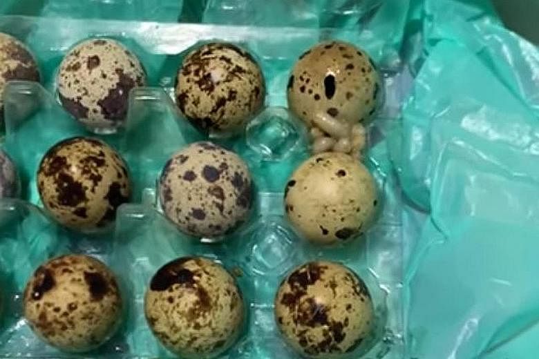 A customer said she found "big, fat maggots" in a carton of quail eggs she had bought from a Sheng Siong outlet at Junction Nine mall in Yishun.