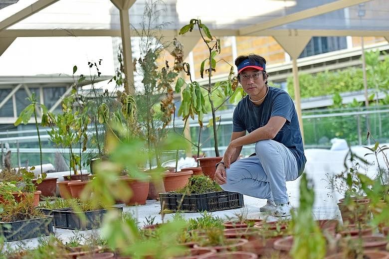 In his "ongoing experiment", artist Charles Lim replaces the hedges and ornamental plants at National Gallery Singapore's roof garden with lesser-known species found in Changi, Tuas and the Southern Islands.
