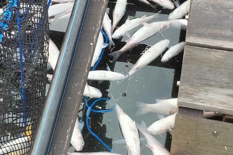 Thousands of fish have turned up dead near Lim Chu Kang jetty and in nearby fish farms in the past few days. About four or five farms are said to have been affected, with each reporting a loss of about one to two tonnes of fish on average - worth $3,