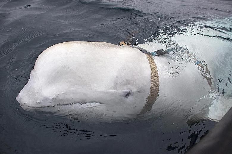 The whale wearing a harness with the text "Equipment St. Petersburg" printed on the plastic clasps was discovered off the coast of northern Norway.