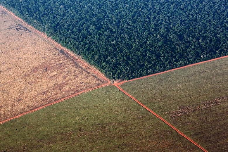 The Amazon rainforest surrounded by deforested land prepared for the planting of soya beans in western Brazil in 2015. Vast tracts of the world's tropical rainforests have been cleared for agriculture, such as soya, rubber, oil palm and pulpwood plan