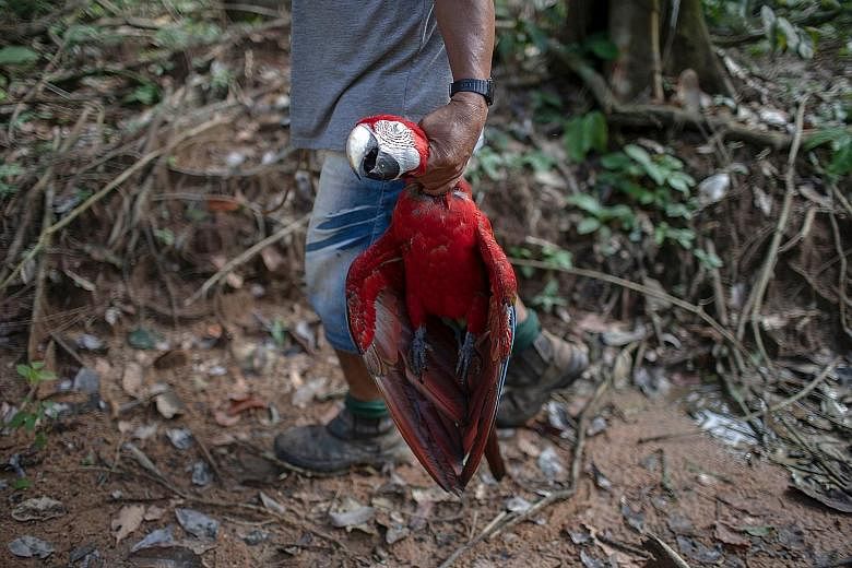 An indigenous man with a red macaw that he killed in Para state in Brazil, home to the lush Amazon rainforest.