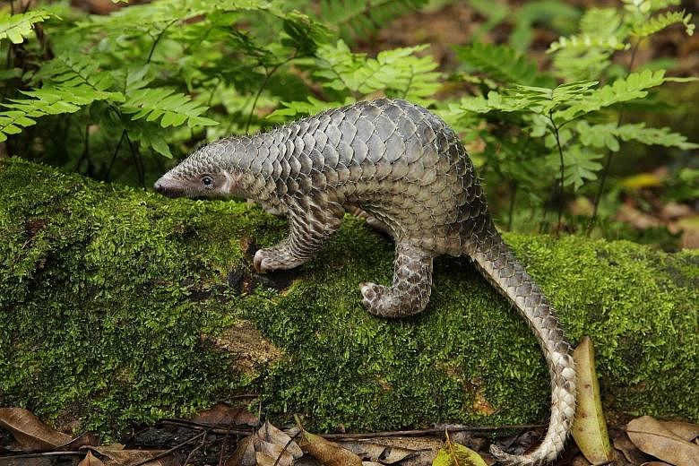 The Sunda pangolin, the only species of pangolin native to Singapore, is among critically endangered land and freshwater vertebrates in South-east Asia which are getting emergency conservation attention.
