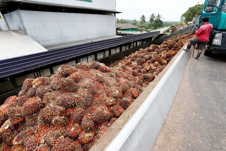 A worker unloading oil palm fruit bunches from a lorry in Malaysia, the world's second-biggest palm oil producer after Indonesia.