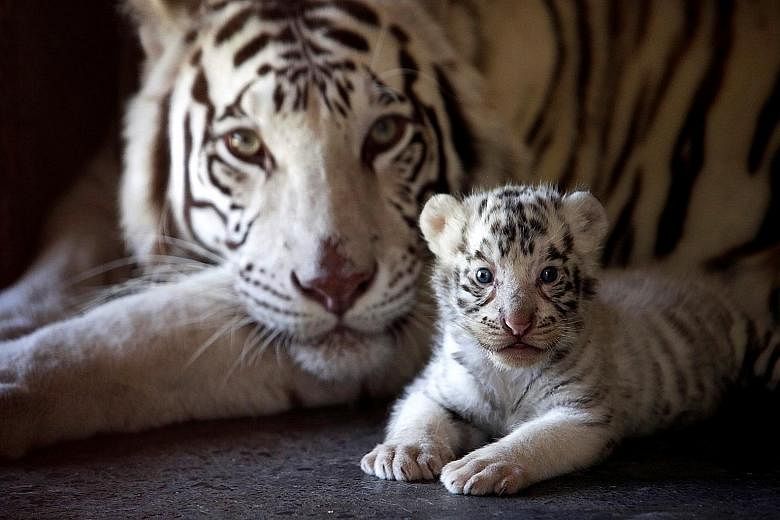 A white Bengal tiger cub with its mother in a Mexico zoo.