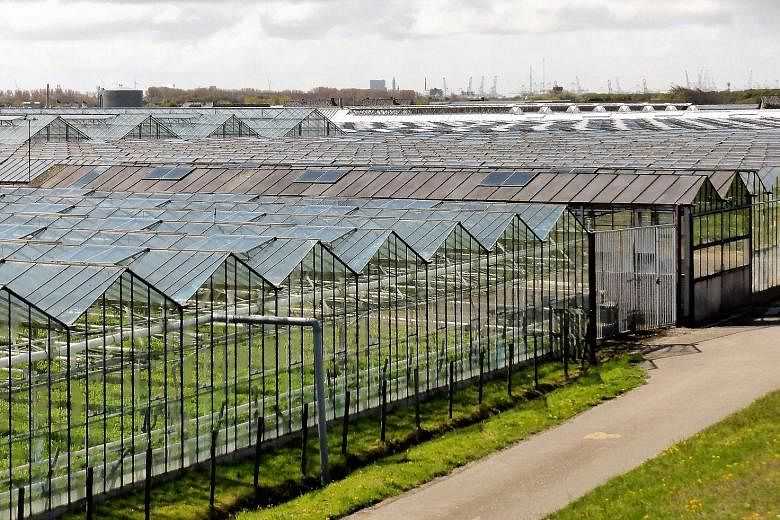 Rows of greenhouses in the Netherlands, which is the world's second biggest food exporter, after the US which is 270 times larger.