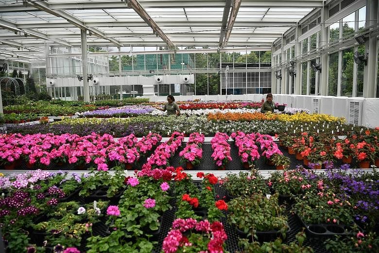 Gardens by the Bay recently opened its latest support biome, a cooled glasshouse in which plants are grown for displays. This support biome, which contains flowering plants from Europe like the Impatiens Roller Coaster Hot Pink and the Calibrachoa Al