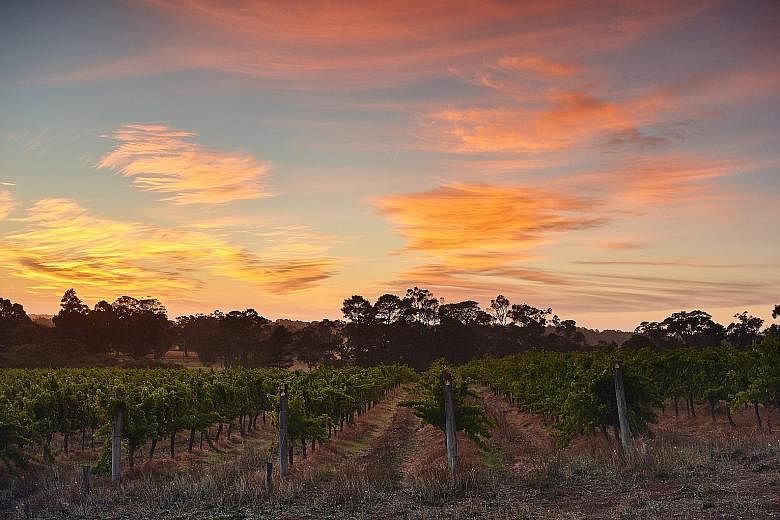 Australian vineyards are increasingly producing red wines favoured by a growing market of Chinese drinkers. Australia's wine exports to the United States have fallen 37 per cent since 2008; exports to China have risen 959 per cent.