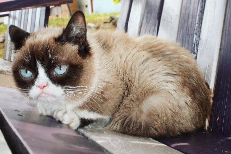 Grumpy Cat Dies at Seven After Becoming Internet Sensation - Bloomberg