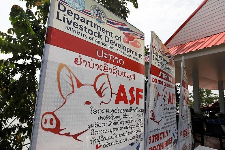 Public health banners raising the alert over African swine fever are seen in Chiang Rai, on the Thai side of the Golden Triangle where Thailand, Myanmar and Laos meet. Thailand has tightened inspections at airports and border checkpoints to hold off 