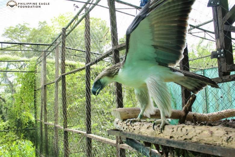 Jurong Bird Park to house 2 rare Philippine eagles | The Straits Times